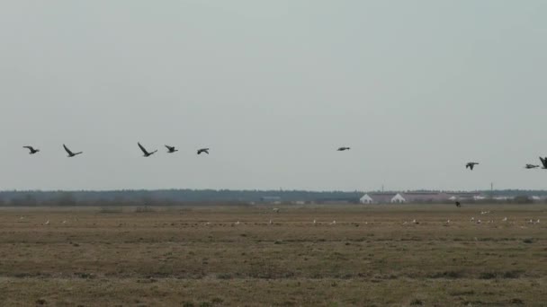 空を飛んで野生の灰色のガチョウの移行 自由自然界の鳥の群れ — ストック動画