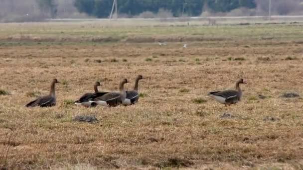 Oche Selvatiche Migrazione Nutrono Campo Agricolo Uno Stormo Uccelli Nella — Video Stock