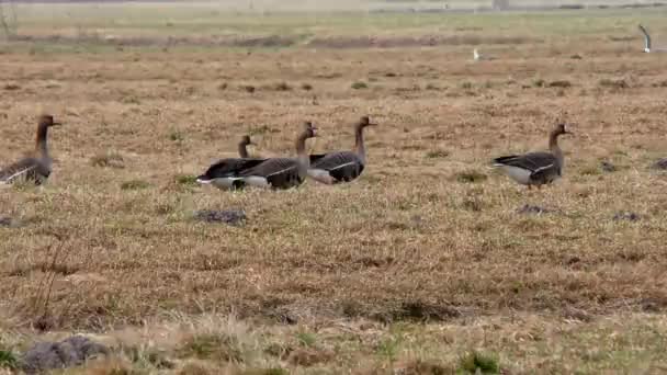 Los Gansos Salvajes Migratorios Alimentan Campo Agrícola Una Bandada Aves — Vídeos de Stock