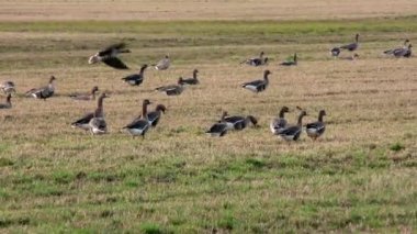 Yabani kazlar tarımla beslenir. Özgür doğadaki bir kuş sürüsü..