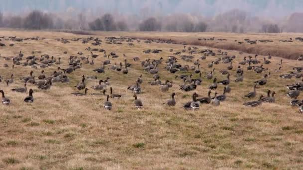 Oche Selvatiche Migrazione Nutrono Campo Agricolo Uno Stormo Uccelli Nella — Video Stock