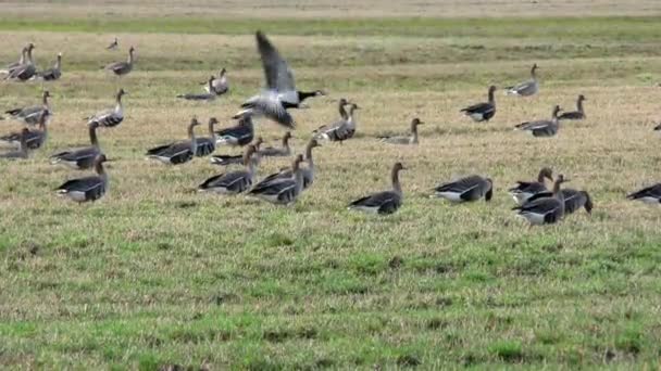 Oche Selvatiche Migrazione Nutrono Campo Agricolo Uno Stormo Uccelli Nella — Video Stock