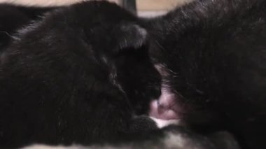 Small newborn puppies suck the bitch's milk. Funny sucking dog children with mom.