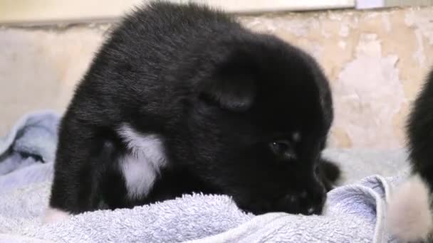 Small Newborn Puppy Funny Sucking Dog Children — Stock Video