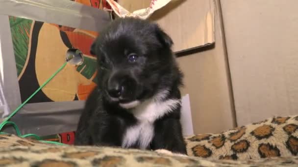 Pequeño Cachorro Recién Nacido Divertido Chupando Perro Niños — Vídeo de stock