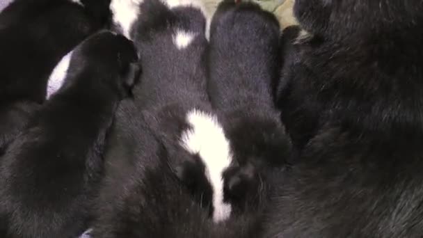 Small Newborn Puppies Suck Bitch Milk Funny Sucking Dog Children — Vídeo de Stock