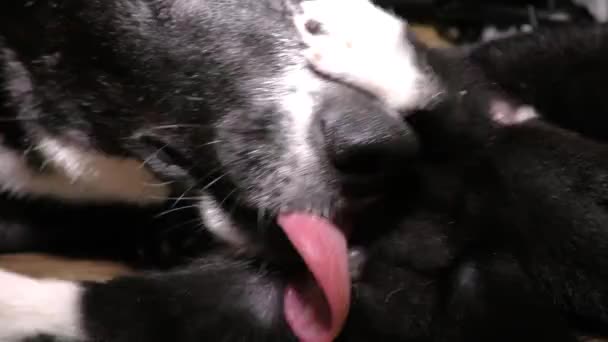 Bitch Washes Newborn Pissing Puppy Funny Sucking Dog Children Mom — Vídeo de stock