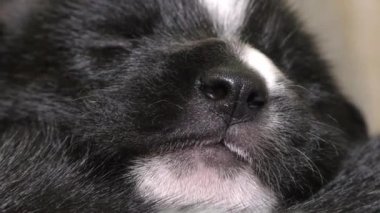 Küçük yeni doğmuş köpek yavrusu uyuyor. Köpeğin çocuğunu emmek komik..