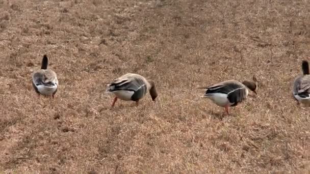 野生のガチョウの飼料を農地に移動させる 自由自然界の鳥の群れ — ストック動画