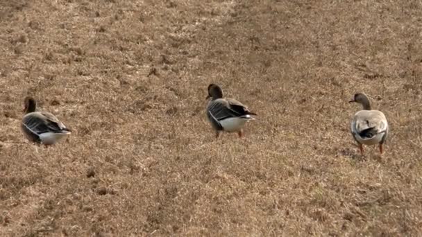 Миграция Корма Диких Гусей Сельскохозяйственном Поле Стая Птиц Свободной Природе — стоковое видео