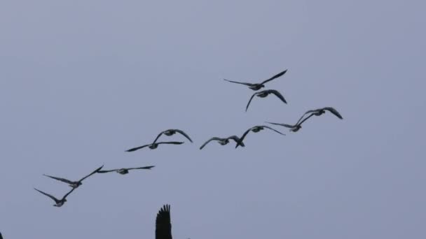 Летят Небе Мигрирующие Серые Гуси Стая Птиц Свободной Природе — стоковое видео
