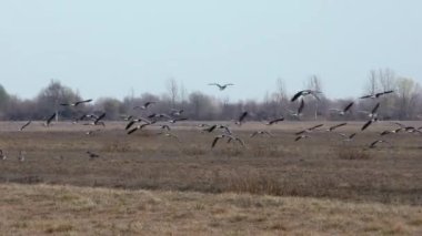 Yabani kazlar tarımla beslenir. Özgür doğadaki bir kuş sürüsü..