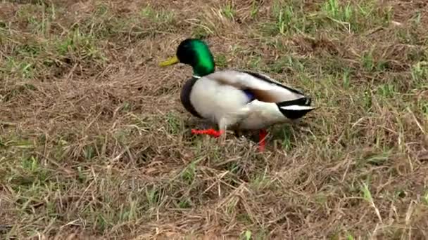 Seekor Bebek Halaman Burung Liar Dalam Lingkungan Alami Mereka — Stok Video