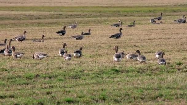 Gansos Selvagens Migrando Alimentam Campo Agrícola Bando Pássaros Natureza Livre — Vídeo de Stock