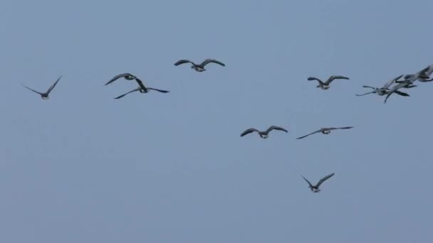 Latające Niebie Migrujące Dzikie Szare Gęsi Stado Ptaków Wolnej Naturze — Wideo stockowe