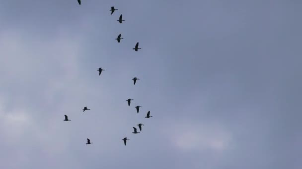 Volare Cielo Migrando Oche Grigie Selvatiche Uno Stormo Uccelli Nella — Video Stock