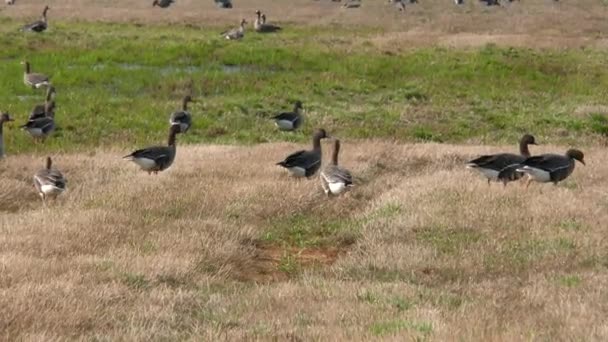 Los Gansos Salvajes Migratorios Alimentan Campo Agrícola Una Bandada Aves — Vídeos de Stock