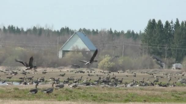 Летящие мигрирующие серые гуси. — стоковое видео