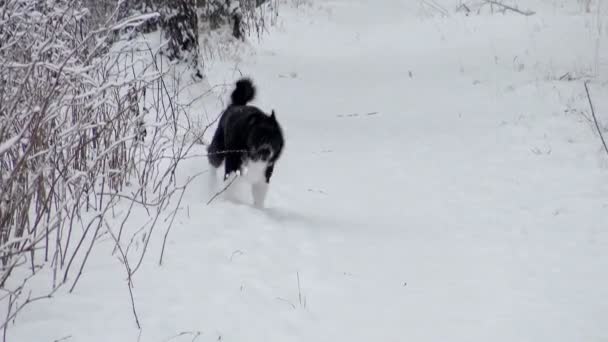 Russo - Laika Eropa dalam perburuan hutan musim dingin. — Stok Video