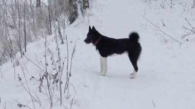 Russo - Avrupa Laika 'sı kış ormanlarında avlanıyor.