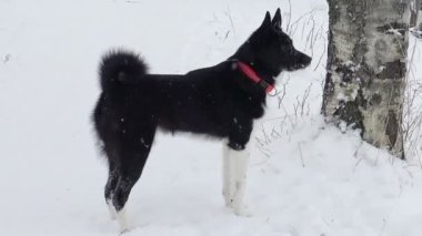 Russo - Avrupa Laika 'sı kış ormanlarında avlanıyor.