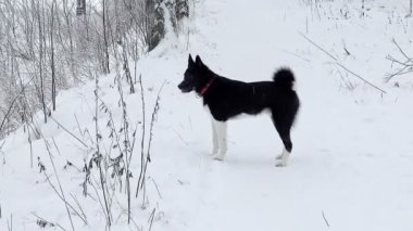 Russo - Avrupa Laika 'sı kış ormanlarında avlanıyor.