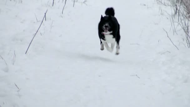 Russo - Evropská Laika v zimních lesních lovech. — Stock video