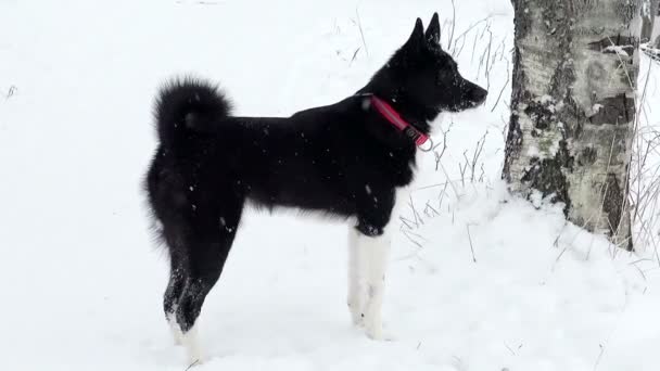 Russo - Laïka européenne dans les chasses hivernales en forêt. — Video