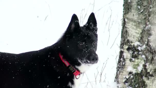 Russo - Laïka européenne dans les chasses hivernales en forêt. — Video