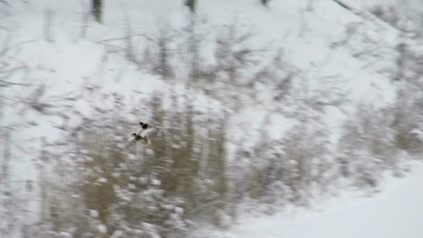 Ördekler kışın uçar. — Stok video