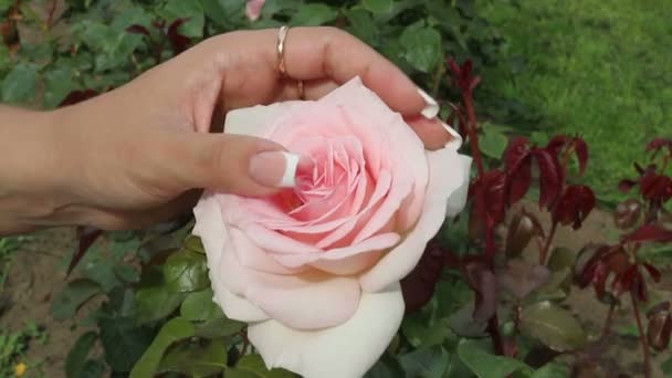 Rosa delicata rosa toccata a mano. — Video Stock