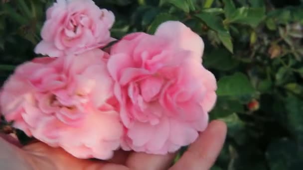 Ruka se dotkla růžové jemné růže. — Stock video