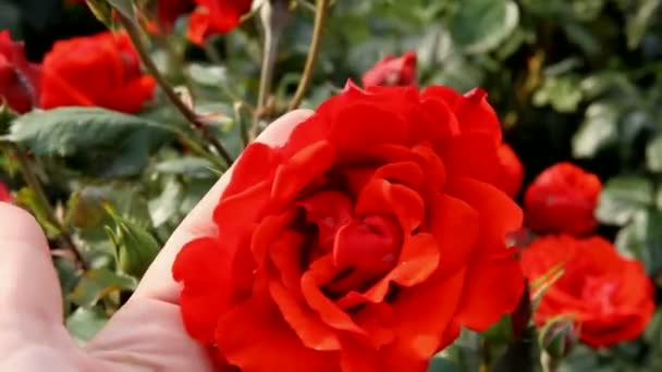 Rosa delicata rosa toccata a mano. — Video Stock