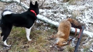 Bir av köpeği ve bir tilki avlar. Avcı ve av. Köpek ölü Tilki 'ye havlar.