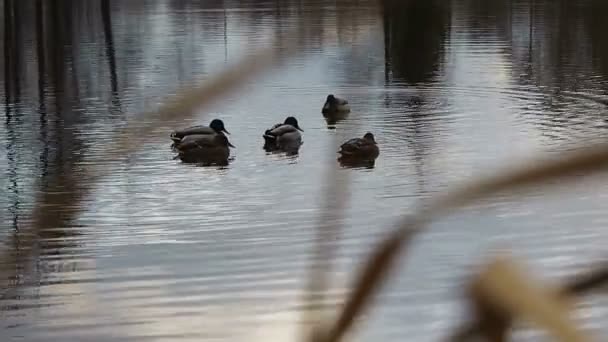 Een Kudde Eenden Zwemt Het Koude Water Uitzicht Wilde Vogels — Stockvideo