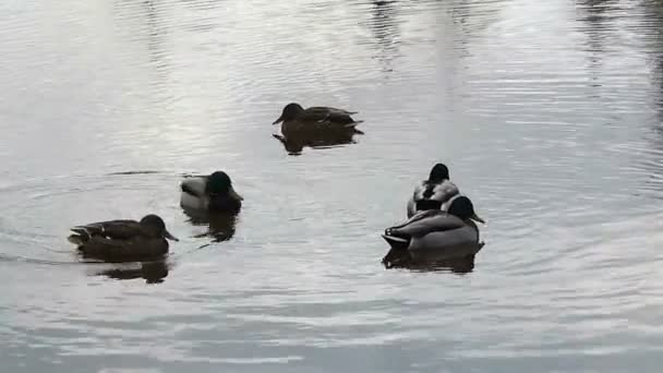 Ein Schwarm Enten Schwimmt Kalten Wasser Blick Auf Wildvögel Auf — Stockvideo