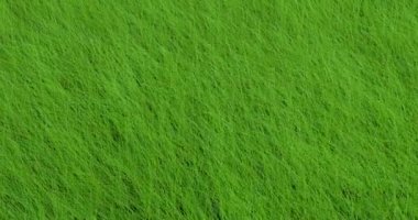 Rüzgarda sallanan yeşil çimenlerin arka planı. Rüzgarda sallanan yeşil çimenlerin arka planı.