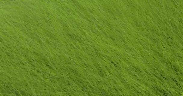 Background Green Grass Swaying Wind Background Green Grass Swaying Wind — Stock Video