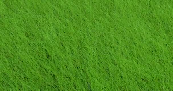 Background Green Grass Swaying Wind Background Green Grass Swaying Wind — Stock Video