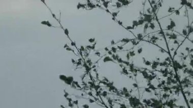 Rüzgarda sallanan bir ağaç dalı. Kötü fırtınalı rüzgarlı hava