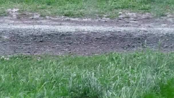 Regen Prasselt Auf Das Gras Die Saison Der Wetterzyklone Und — Stockvideo