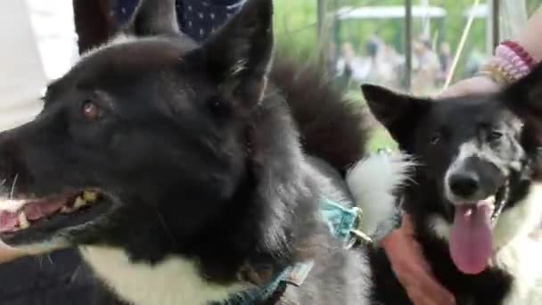 Adolescentes São Felizes Acariciar Cães Boa Atitude Crianças Animais — Vídeo de Stock