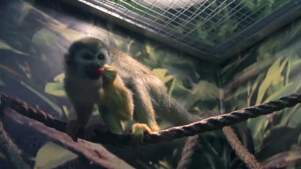 Macaco esquilo no zoológico. — Vídeo de Stock