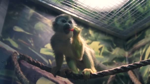 Mono ardilla en el zoológico. — Vídeo de stock