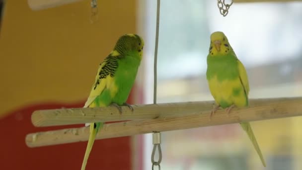 Ένα ζευγάρι παπαγάλους σε ένα κλουβί.. — Αρχείο Βίντεο