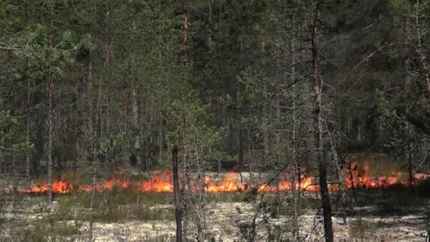Bosbrand Grote brand uitgebarsten in het bos. — Stockvideo