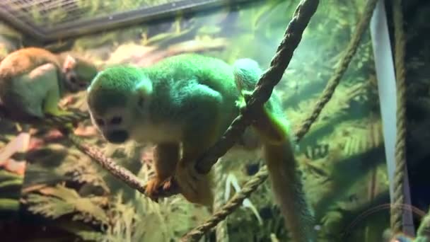 Wiewiórka małpa w zoo. — Wideo stockowe