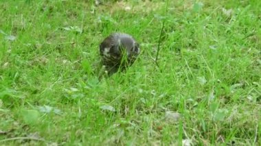 Bir karatavuk sığırcığı yeşil çimlerde larva arıyor..