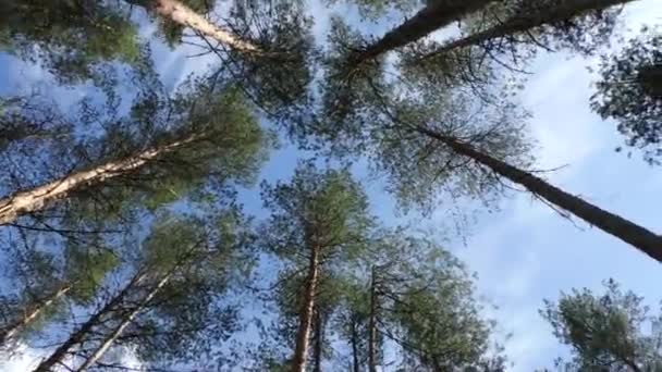 Snurrande Toppar Höga Tallar Träd Skogen Panoramautsikt Underifrån — Stockvideo