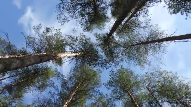 Cime Vorticose Alti Pini Alberi Nella Foresta Vista Panoramica Dal — Video Stock